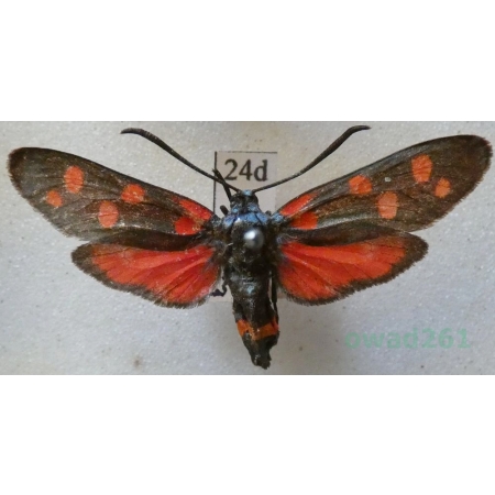 Zygaena ephialtes (Linnaeus, 1767) Kraśnik goryszowiec Deutschland24d
